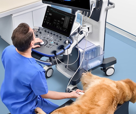 Mindray Vetus 9 scanning dog