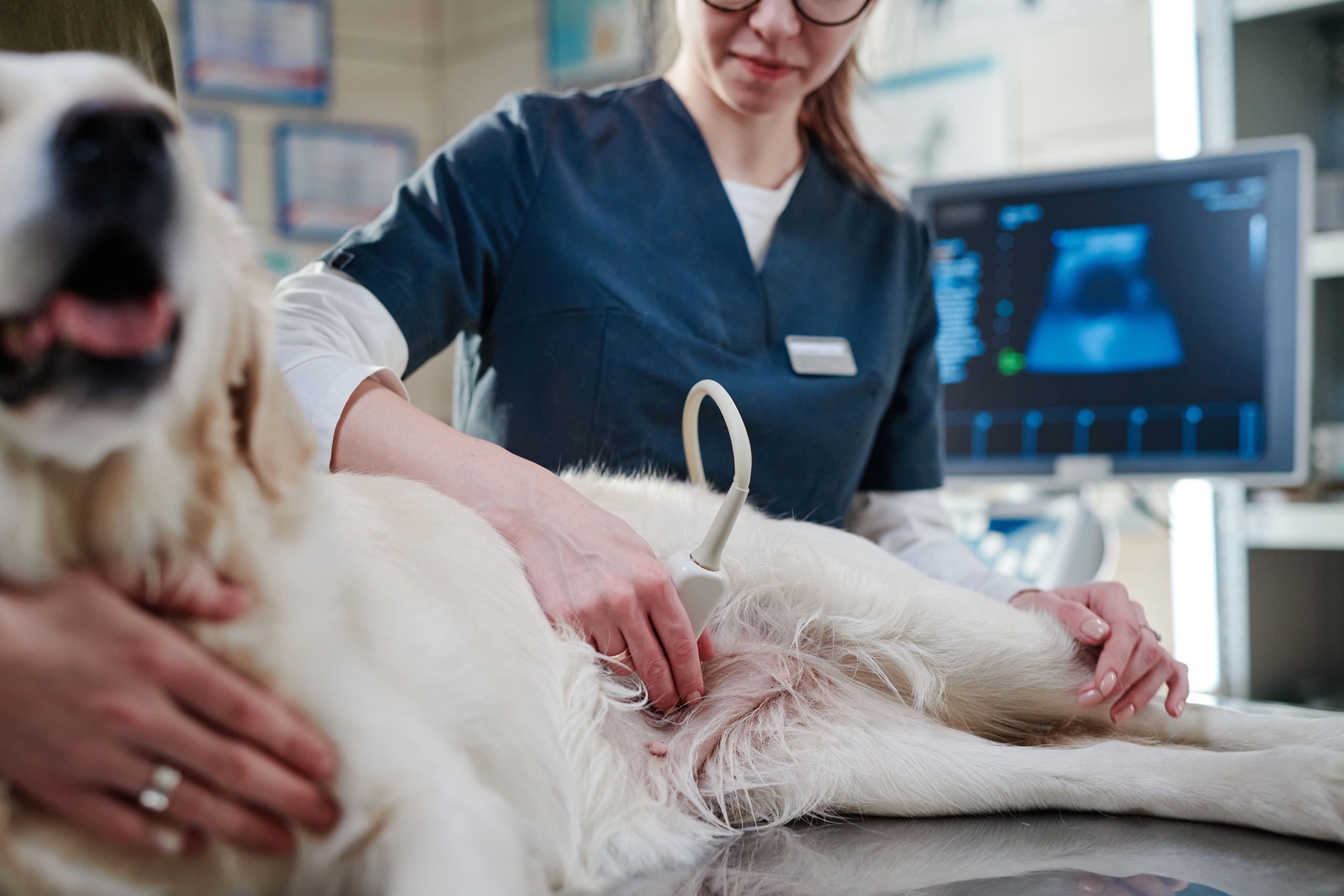 Mindray Animal Veterinary Ultrasound Machines