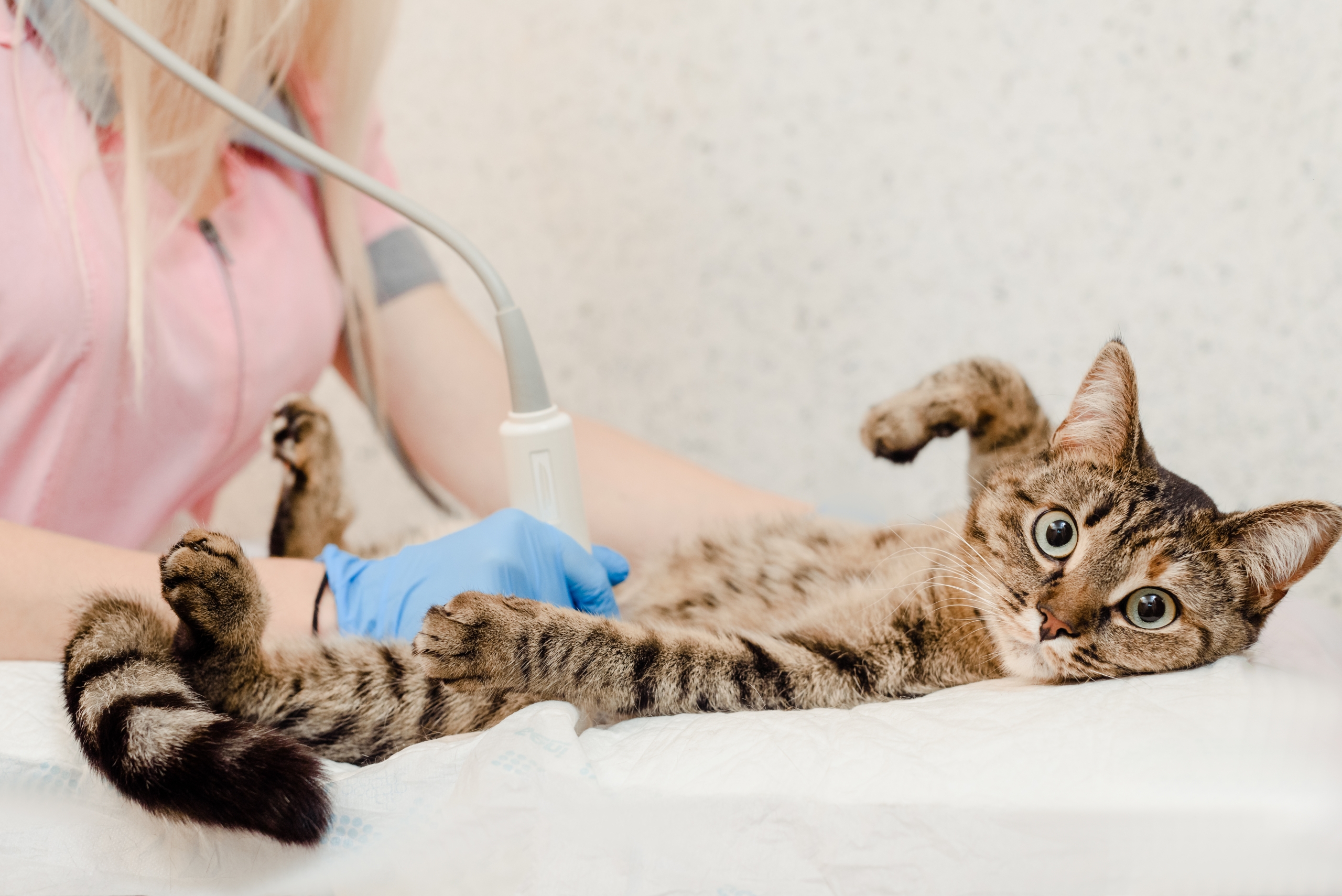 tips for choosing a veterinary ultrasound machine 